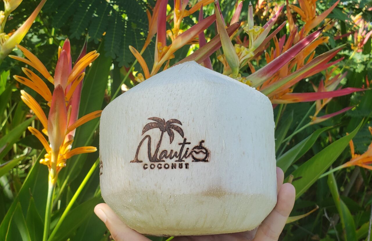 Custom Branded Coconuts SWFL Nauti Coconut Fresh Coconuts