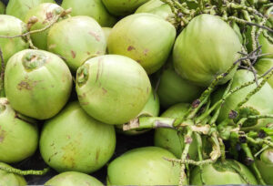 pile of green coconuts